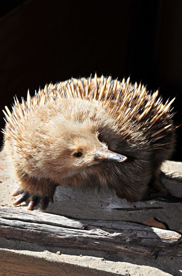 An Echidna